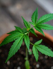 Young cannabis plant in pot (1)