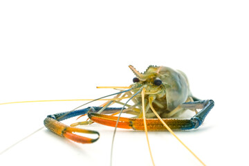 Fresh river prawns isolated on white background. Big freshwater prawns. River prawns for cooking.