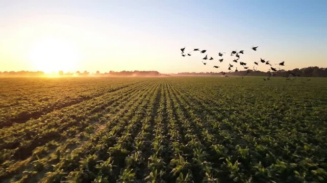 Capturing the tranquil essence of a vast agricultural landscape bathed in the soft glow of dawn, highlighting the natural beauty of cultivated land. Wide angle drone perspective showcasing the?