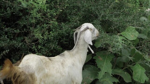 Goat Grazing in the Woods - A Unique Look at a Familiar Animal