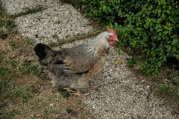 hühner vogel natur tier huhn hahn