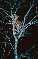 leopard in tree