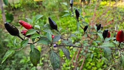 Chilli, pepper include, Chiltepin, Chile Petin, Birdpepper, Piranha pepper. 