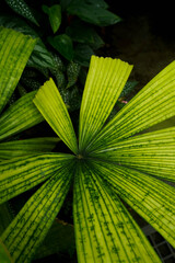 close up of Licuala mapu leave, shining under sunshine, asian palm tree, indoor houseplants, tropical garden