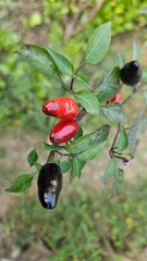 red and green olives, pepper include, Chiltepin, Chile Petin, Birdpepper, Piranha pepper, chilli .