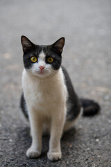 The moment a British Shorthair cat sits on the ground