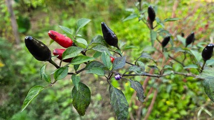  pepper include, Chiltepin, Chile Petin, Birdpepper, Piranha pepper. 