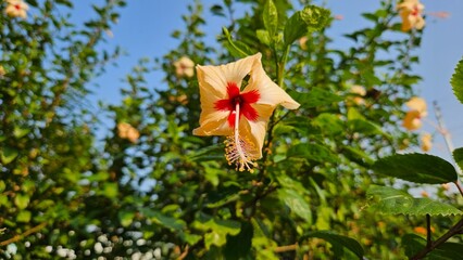 red and yellow leaves