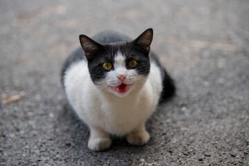 The moment a British Shorthair cat sits on the ground