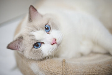 A close up portrait of a cute regdoll cat.