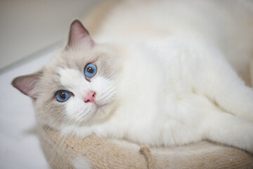 A close up portrait of a cute regdoll cat.