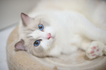 A close up portrait of a cute regdoll cat.