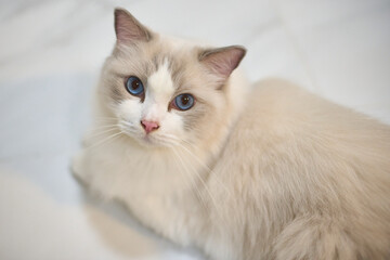 A close up portrait of a cute regdoll cat.