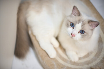 A close up portrait of a cute regdoll cat.