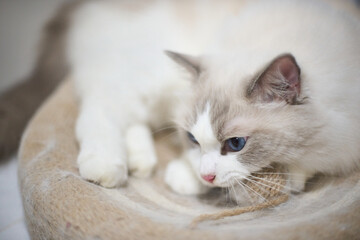 A close up portrait of a cute regdoll cat.