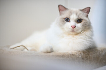 A close up portrait of a cute regdoll cat.