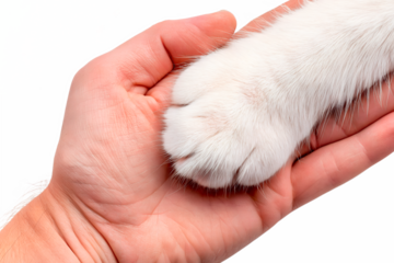 Cat paw on human hand symbolizing love and help for animals, empathy and care concept, friendship between human and pet