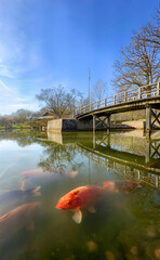 A serene pond with koi fish swimming gracefully under a clear blue sky and a picturesque bridge in the background