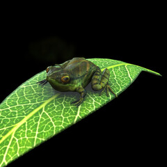Tiny frog patiently waits on a bright green leaf, creating a vibrant scene perfect for nature projects and educational content focused on amphibians
