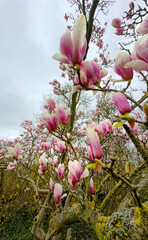 Stunning magnolia flowers in vibrant shades of pink hues beautifully capture the essence of springs arrival