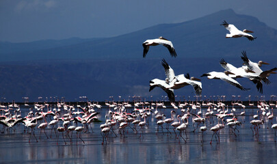 "Dramatic Contrast: Great White Pelicans
Flying Above a Massive Flock of Lesser
-lamingos in an African Rift Valley Lake"