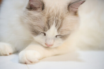 A close up portrait of a cute regdoll cat.