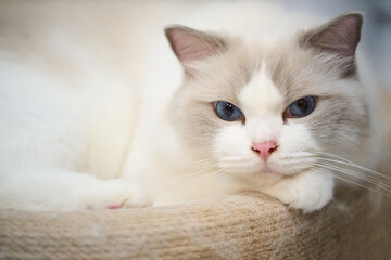 A close up portrait of a cute regdoll cat.