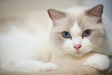 A close up portrait of a cute regdoll cat.