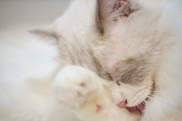 A close up portrait of a cute regdoll cat.