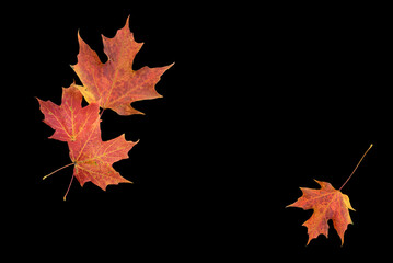 Fall Foliage on Black for Card Stock 