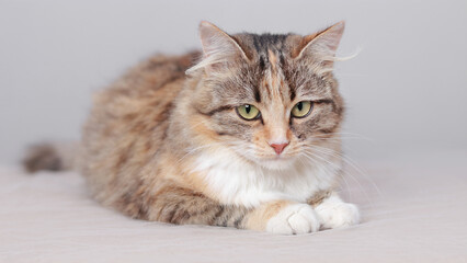 Long-haired tabby cat lying on a soft neutral backdrop, piercing green eyes, white chest and paws, close-up lifestyle pet portrait with natural light, cozy calm mood, commercial-friendly.