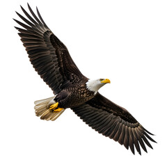 Obraz premium Majestic bald eagle mid-flight, wide wings, isolated on white.