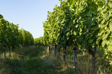 close up view of vineyard rows under clear blue sky. wine production and wine testing concept. rural landscape with lush