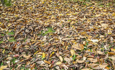 laub wiese herbst