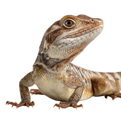 Obraz premium Detailed lizard portrait png reptile png animal png scales png wildlife png closeup png nature png textured png exotic png transparent background image