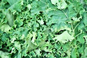 close up of wild cabbage leaves