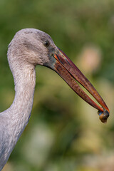 close up of a  stork