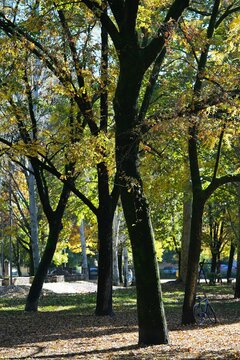 Golden foliage of tall deciduous trees in a quiet autumn park scene. Sunlight filters through the golden foliage of tall deciduous trees in a quiet autumn park scene