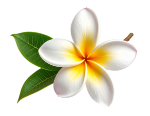 A delicate frangipani flower attached to a short stem with one green leaf, captured from a side angle to realistic color balance and soft highlights, isolated on a transparent PNG background (2)