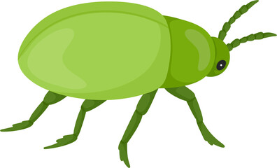 illustration beetle insect