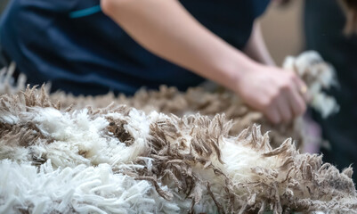 Freshly shorn raw wool handled after sheep shearing in Australia, part of the natural fiber industry © Elena Pochesneva