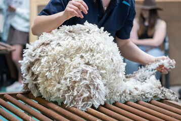 Freshly shorn raw wool handled after sheep shearing in Australia, part of the natural fiber industry © Elena Pochesneva