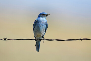 Mountain Bluebird