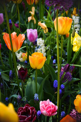 Vibrant colors of tulip blossoms in the garden on an early spring