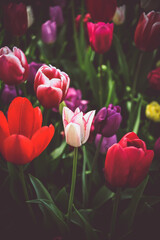 Vibrant colors of tulip blossoms in the garden on an early spring