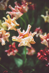 Vibrant colors of tulip blossoms in the garden on an early spring
