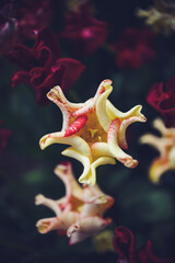 Vibrant colors of tulip blossoms in the garden on an early spring