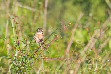 Whinchat, Saxicola rubetra, in a small bush