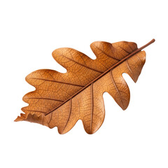 Obraz premium Detailed autumn oak leaf with textured veins on transparent background