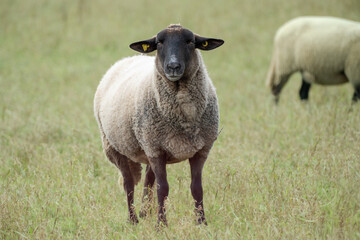 Fototapeta premium Close-up view of a sheep in a green pasture during a sunny day in a rural area